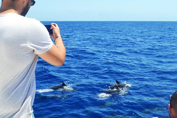 VipDolphins Luxury Whale Watching - Price and value at $95.53