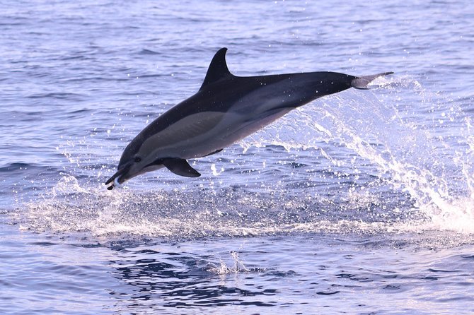 Whale and Dolphin Watching in Calheta, Madeira Island - Why Calheta is a strong place to search the Atlantic
