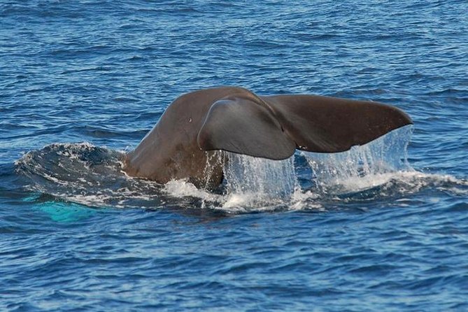 Whale and Dolphin Watching in Calheta, Madeira Island - The wildlife you might see from the RIB