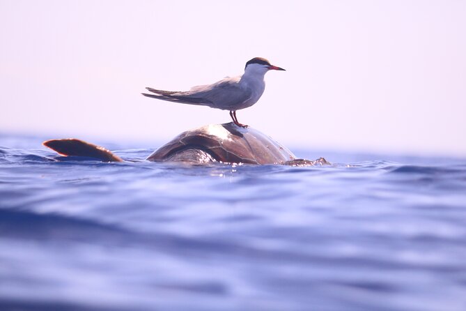 Whale and Dolphin Watching in Calheta, Madeira Island - How rough is the boat ride?