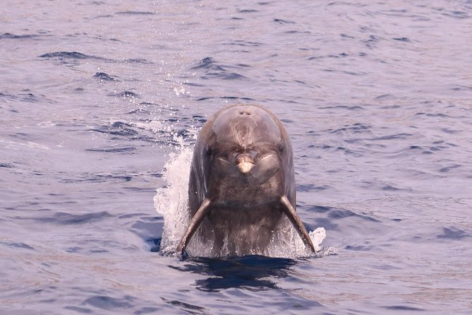 Whale and Dolphin Watching in Calheta, Madeira Island - The crew, wildlife ethics, and small-group feel