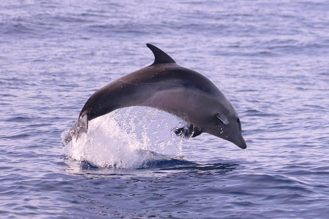 Whale and Dolphin Watching in Calheta, Madeira Island - Is $72.56 a fair price?