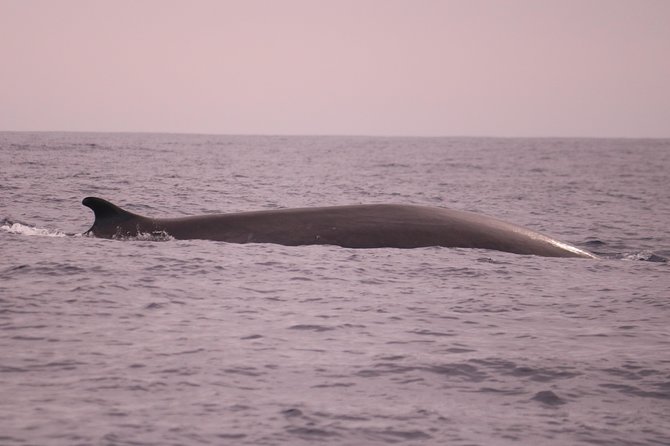Whale and Dolphin Watching in Calheta, Madeira Island - Who will enjoy this tour most?