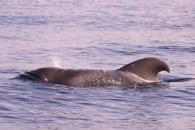 Whale and Dolphin Watching in Calheta, Madeira Island - When to book and how to plan your day