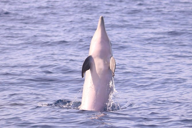 Whale and Dolphin Watching in Calheta, Madeira Island - What happens during the two-hour search