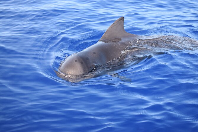 Whale and Dolphin Watching Tour in Madeira - Swimming and snorkeling in the southwest sea