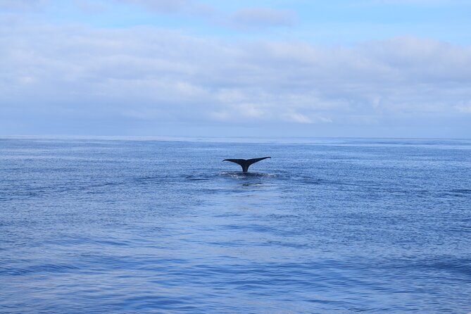 Whale and Dolphin Watching Tour in Madeira - What is included, and what you still need