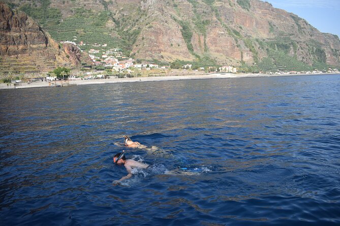 Whale and Dolphin Watching Tour in Madeira - Picking the best departure time